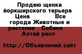 Продаю щенка йоркширского терьера  › Цена ­ 20 000 - Все города Животные и растения » Собаки   . Алтай респ.